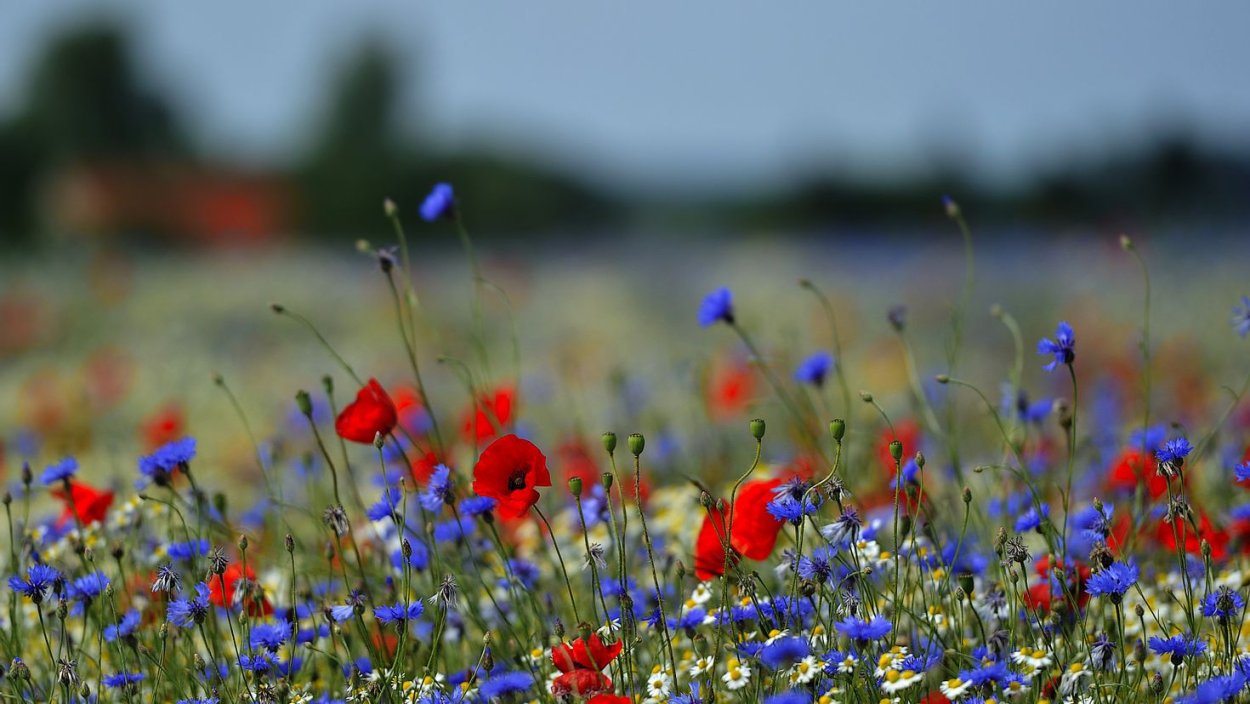 Луговые цветы Грин фиолетовый