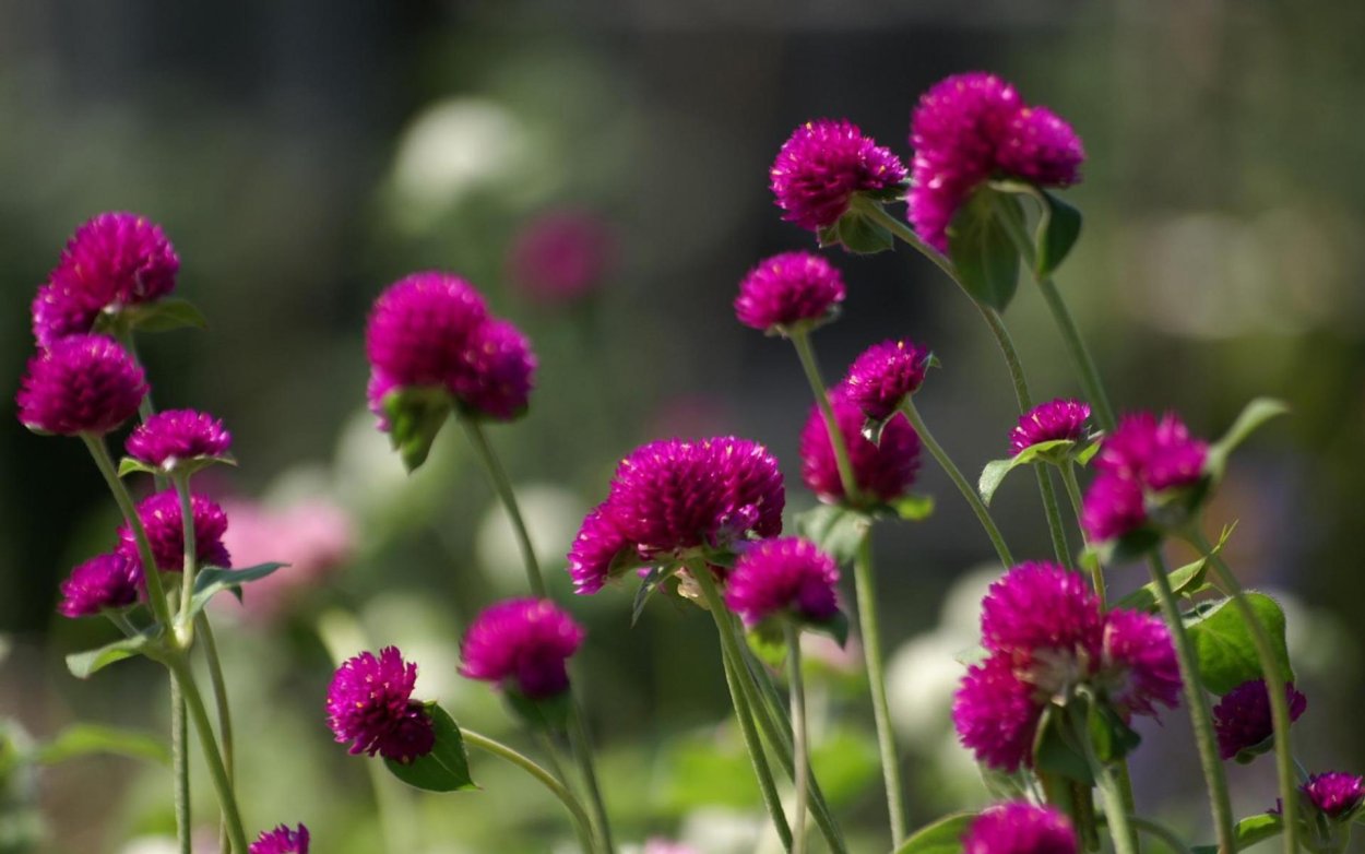 Красные полевые цветы