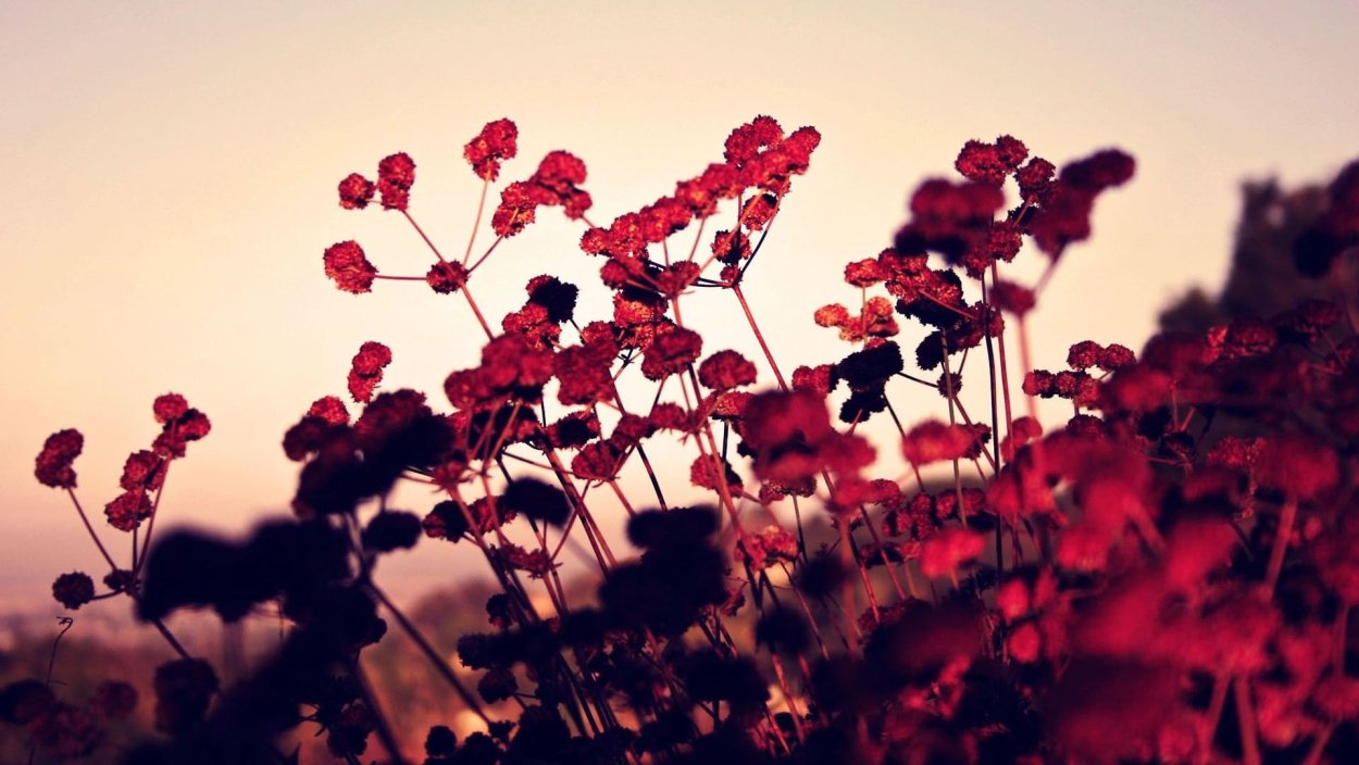 Осенние красные цветы луговые