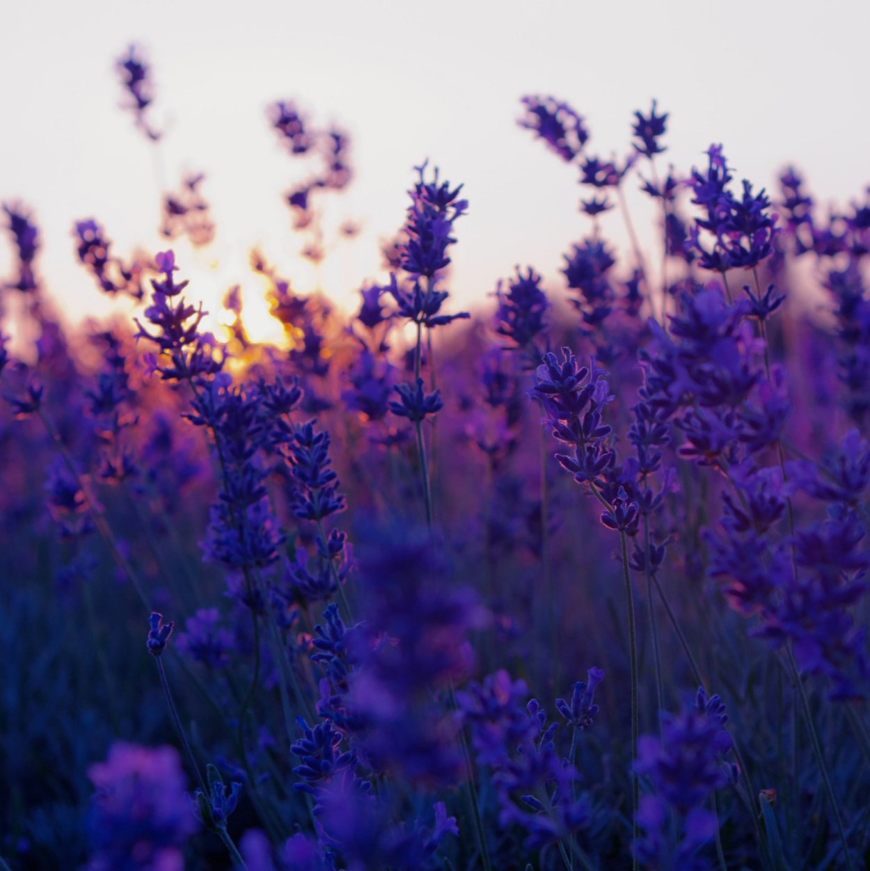 Маковые поля Верден