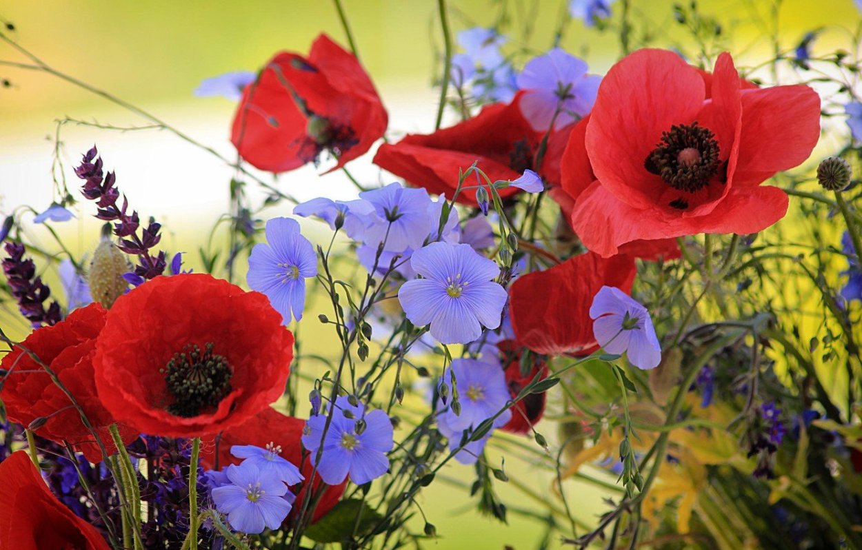 Мелкие полевые цветы