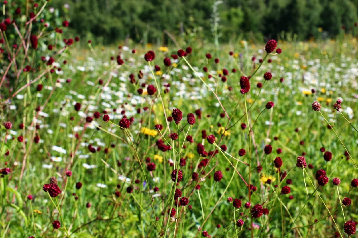 Полевые цветы маки