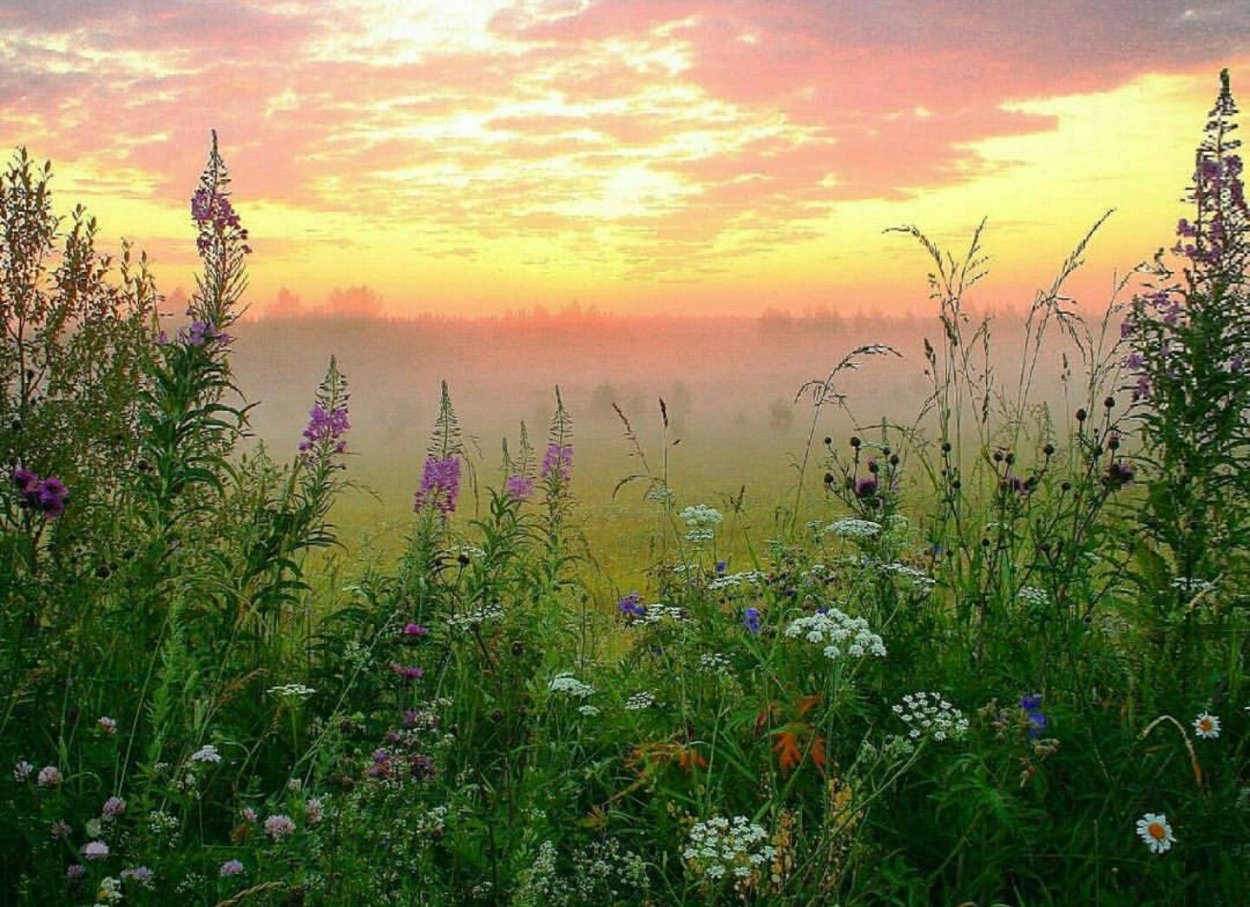 Лаванда цветок