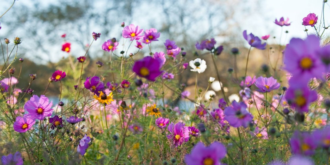 Полевые цветы на рассвете