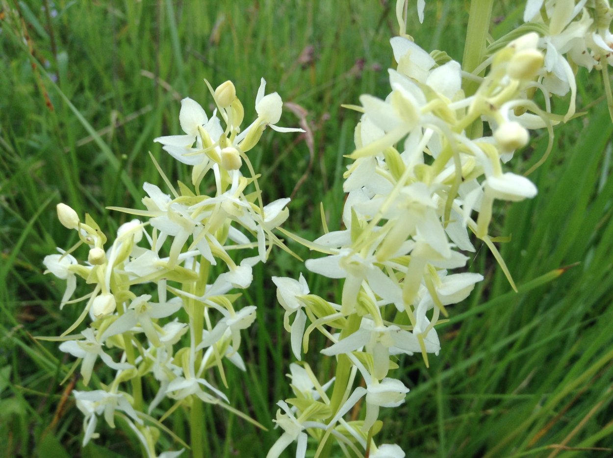 Phalaenopsis Bellina
