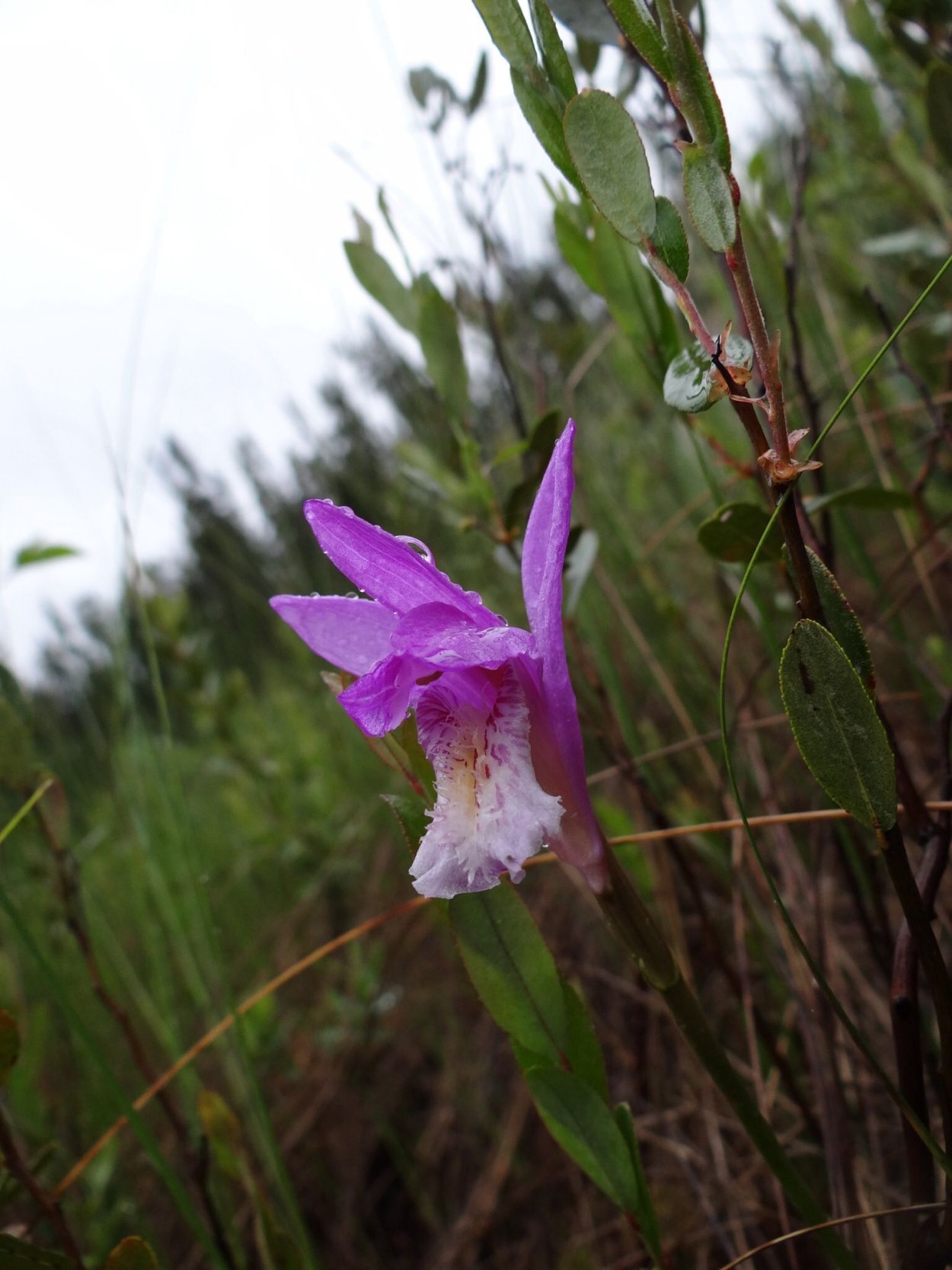 Калипсо луковичная Подмосковье