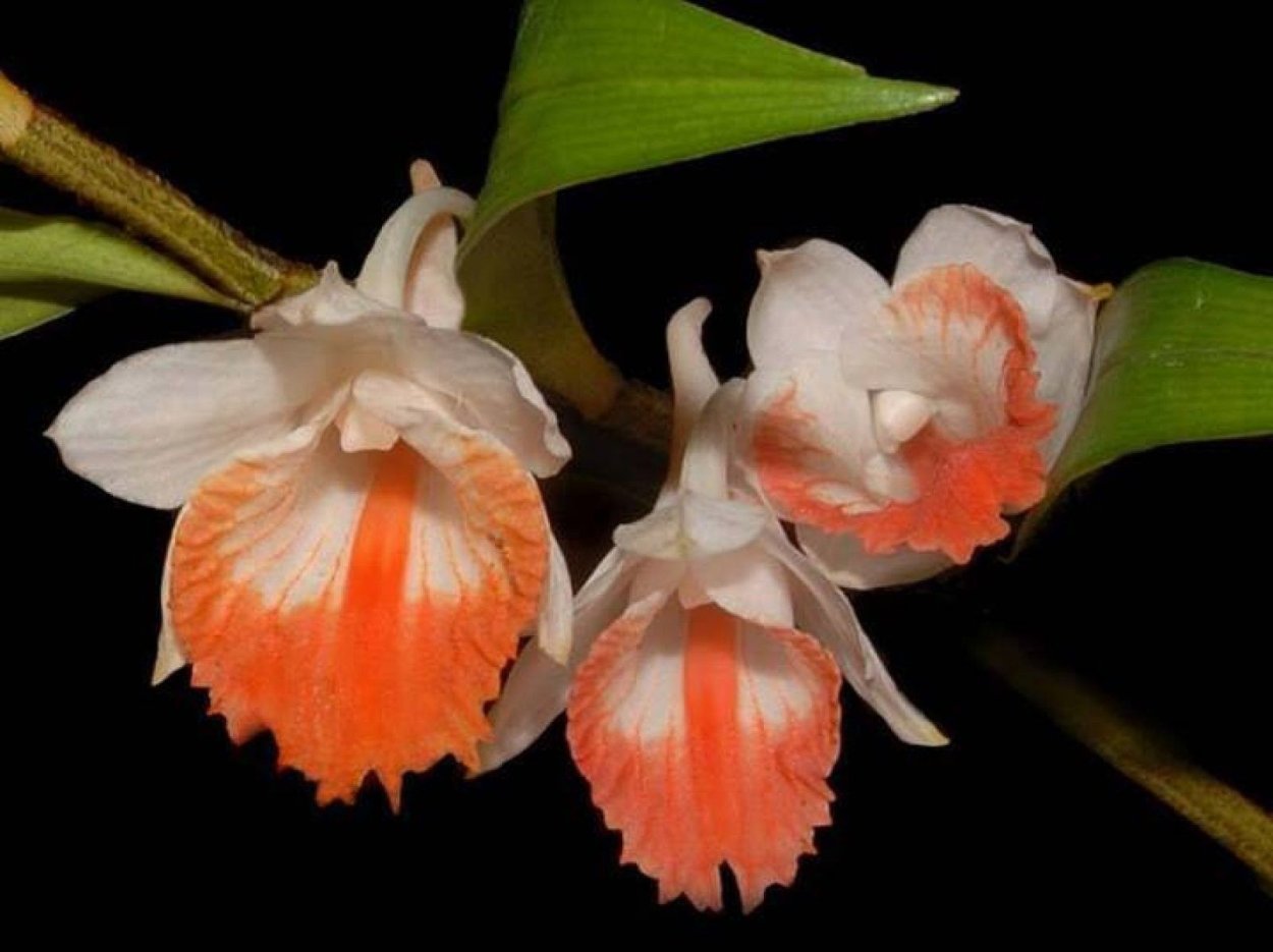 Орхидея Калания (Caleana Major)