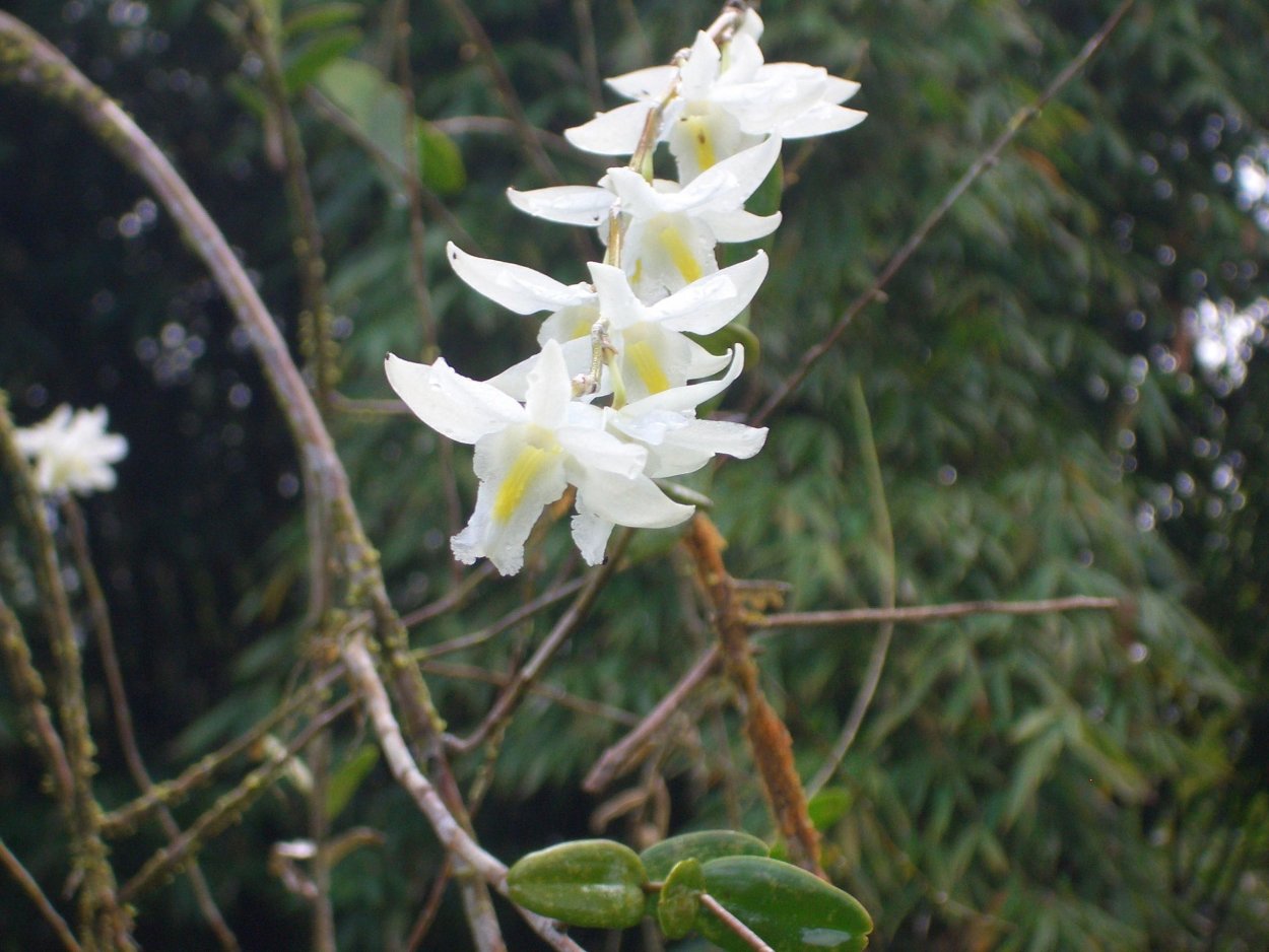 Цветы Венерин башмачок дикорастущий