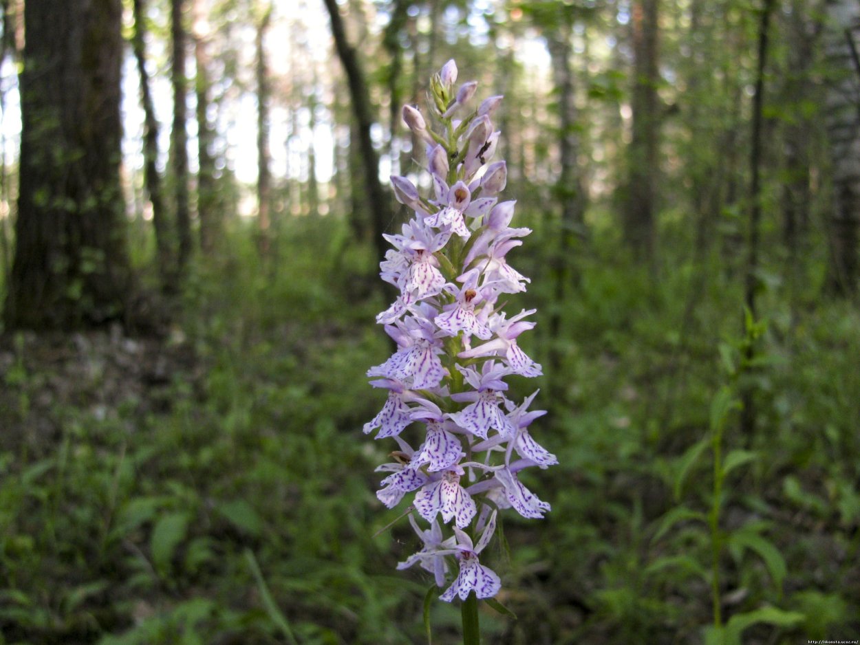 Любка ятрышник