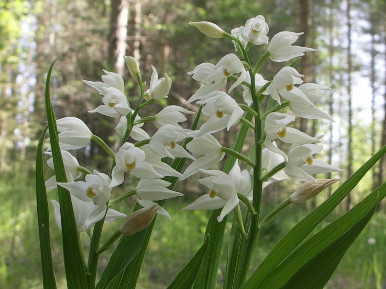 Калипсо луковичная
