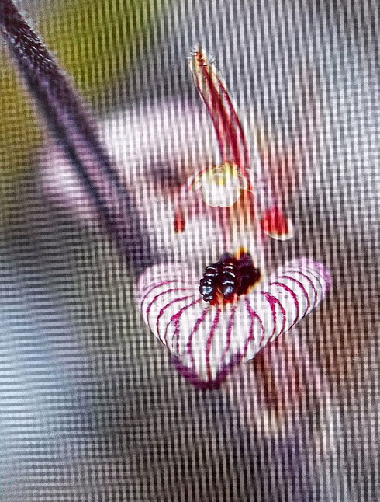 Ятрышник итальянский (Orchis Italica)