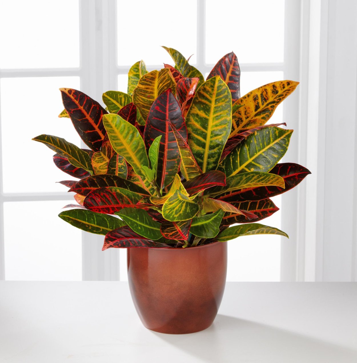 Кротон Кодиеум Петра