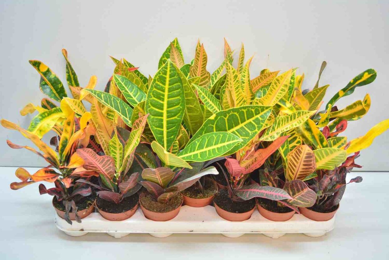 Кротон Кодиеум Петра