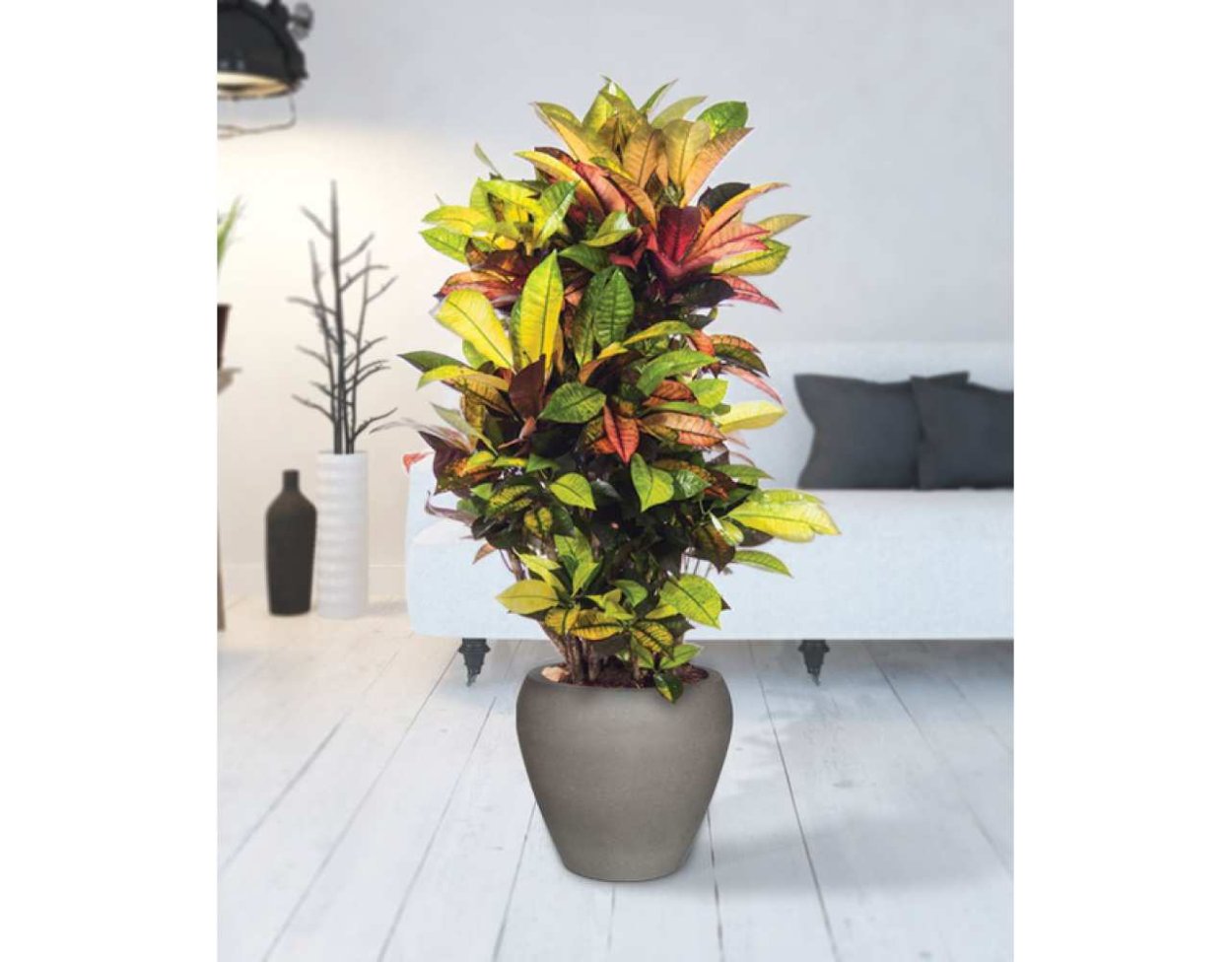 Codiaeum variegatum Кодиеум пестрый