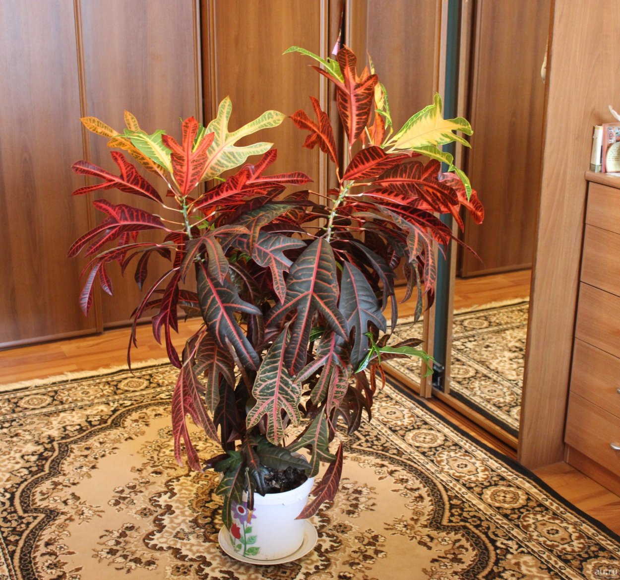 Кодиеум Варигатум Петра