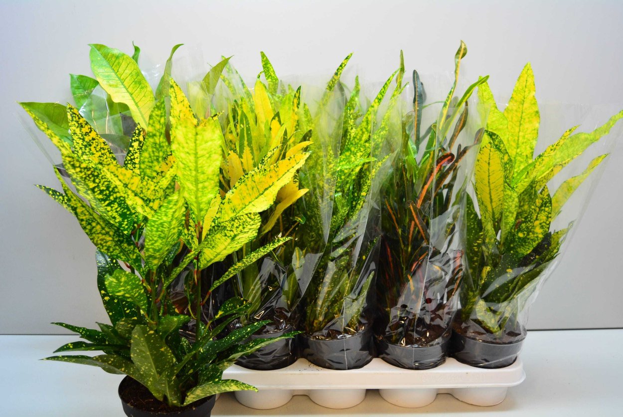 Кодиеум Кротон узколистный