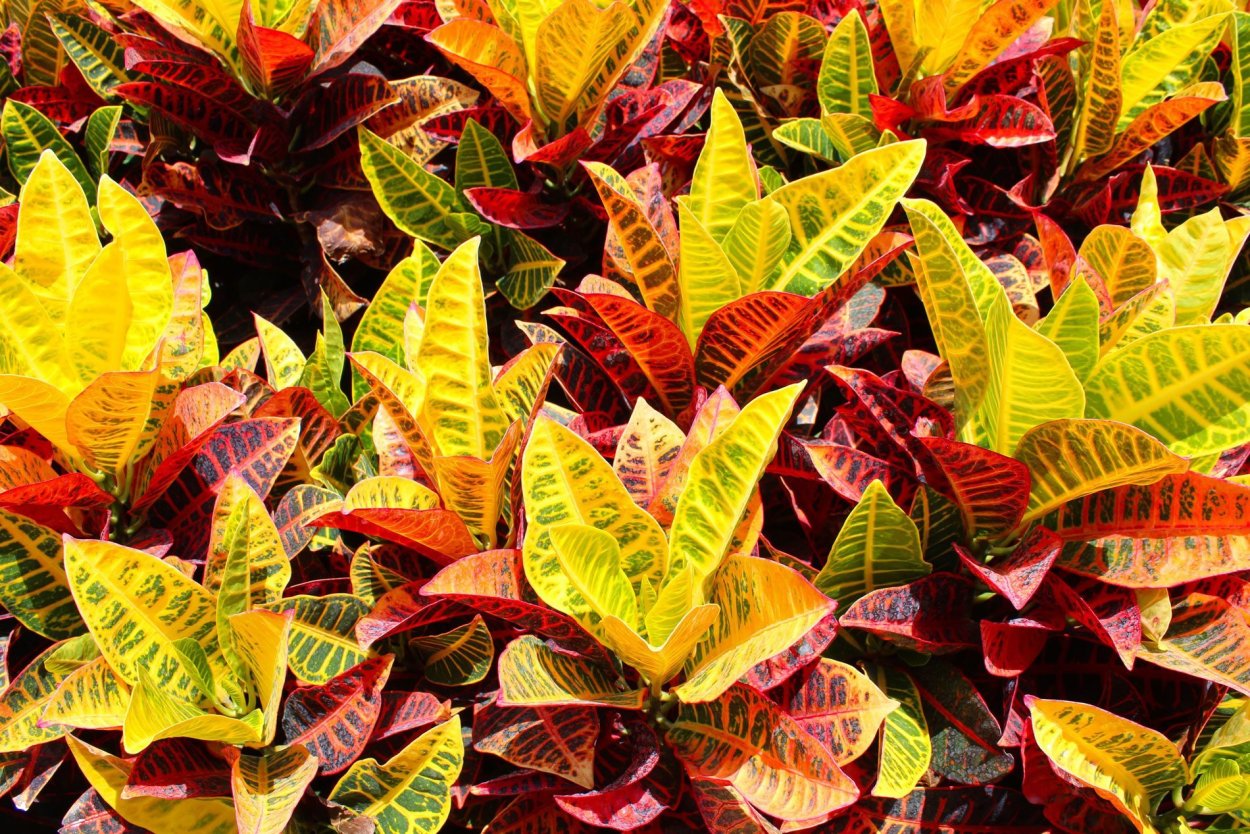 Кодиеум (Кротон) "золотой Король"