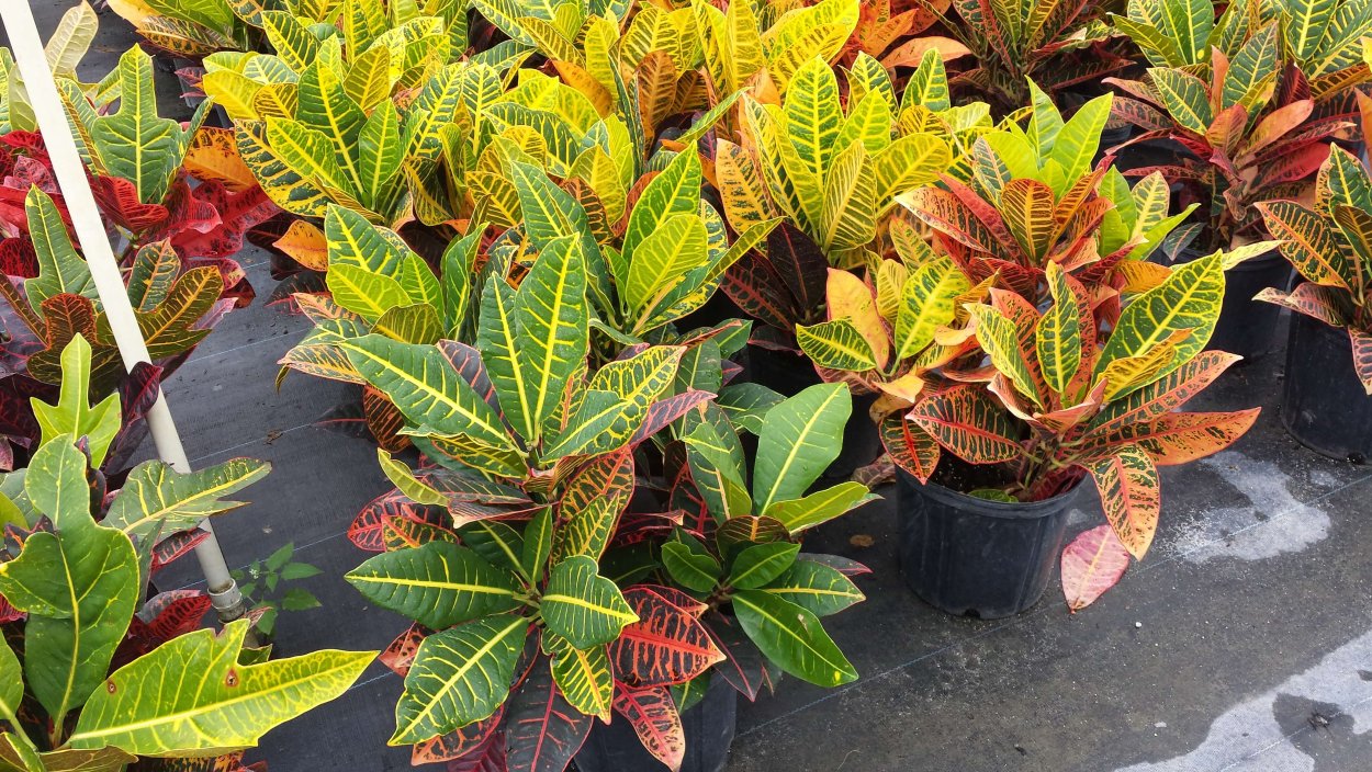 Кодиеум аукуболистный Кротон