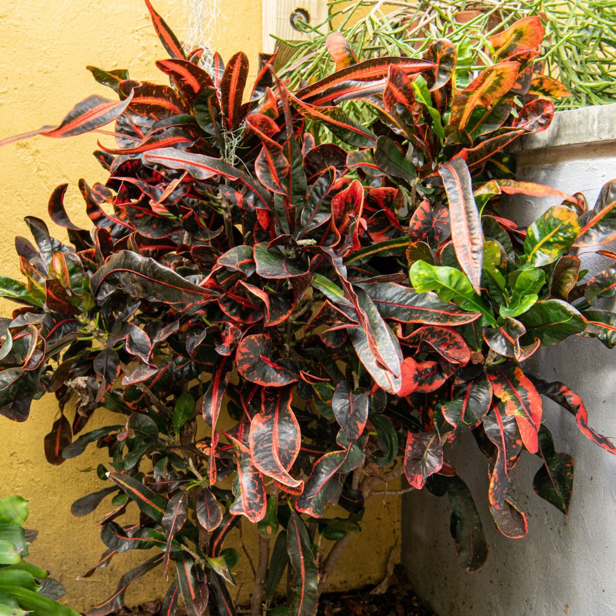 Кротон Кодиеум Петра