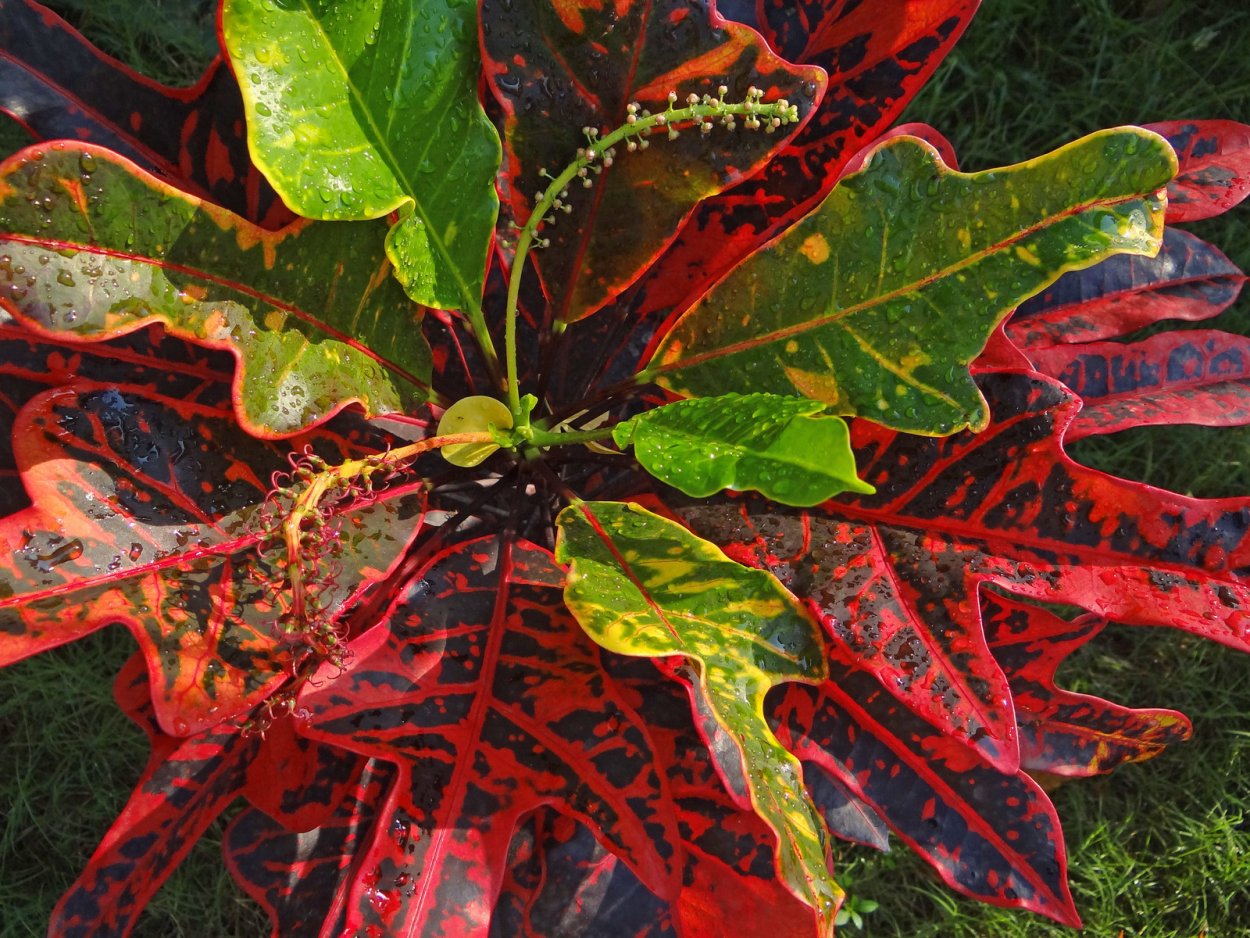 Кротон Кодиеум