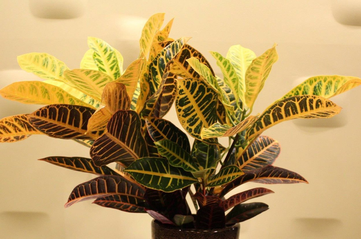 Кротон Кодиеум растение