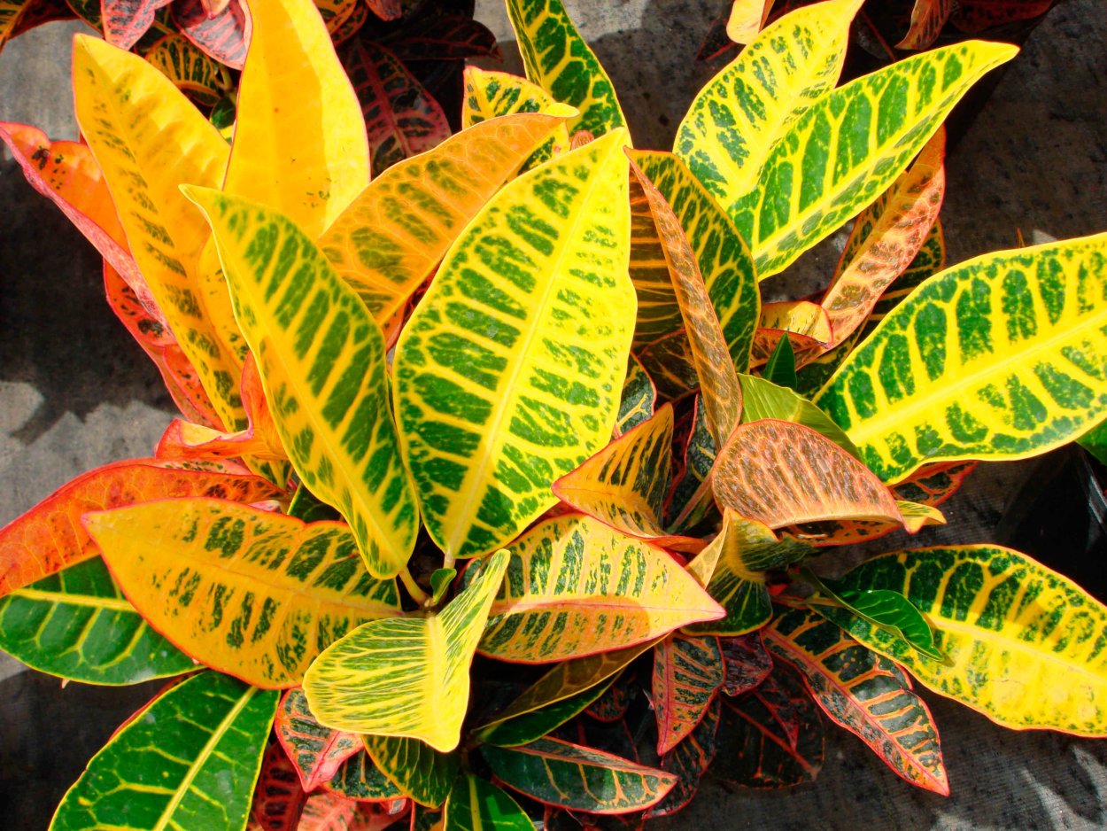 Кодиеум Кротон пестрый