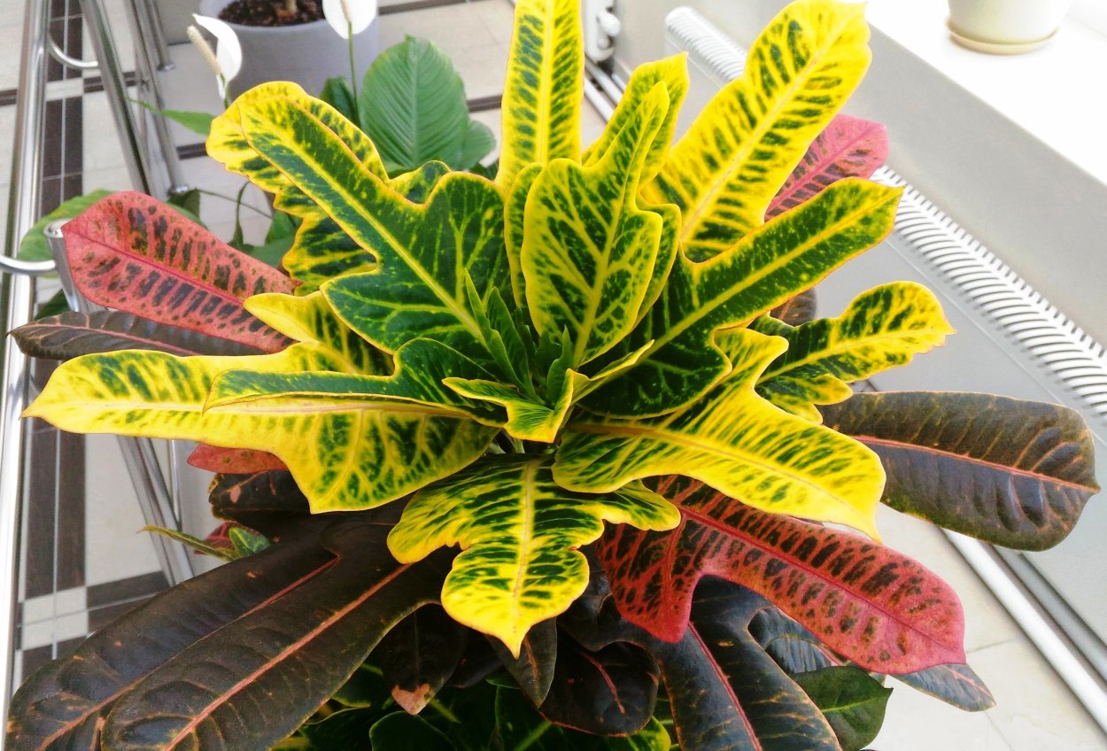 Кодиеум Кобра