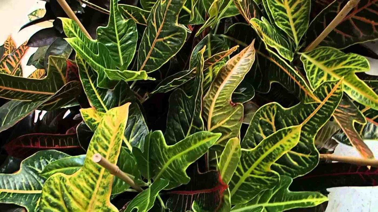 Кодиеум Экселент