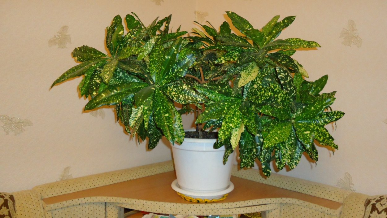 Фикус Кротон