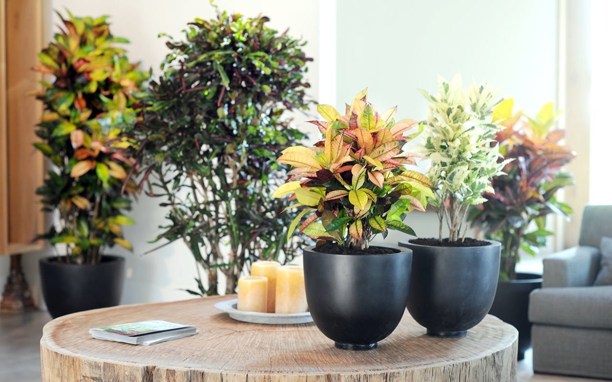 Фикус Кротон