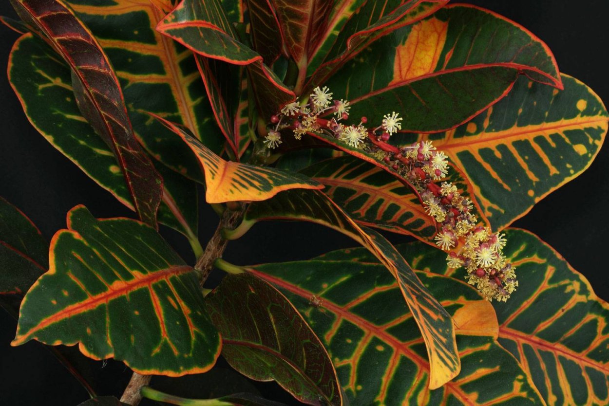 Кодиеум миссис Айстон