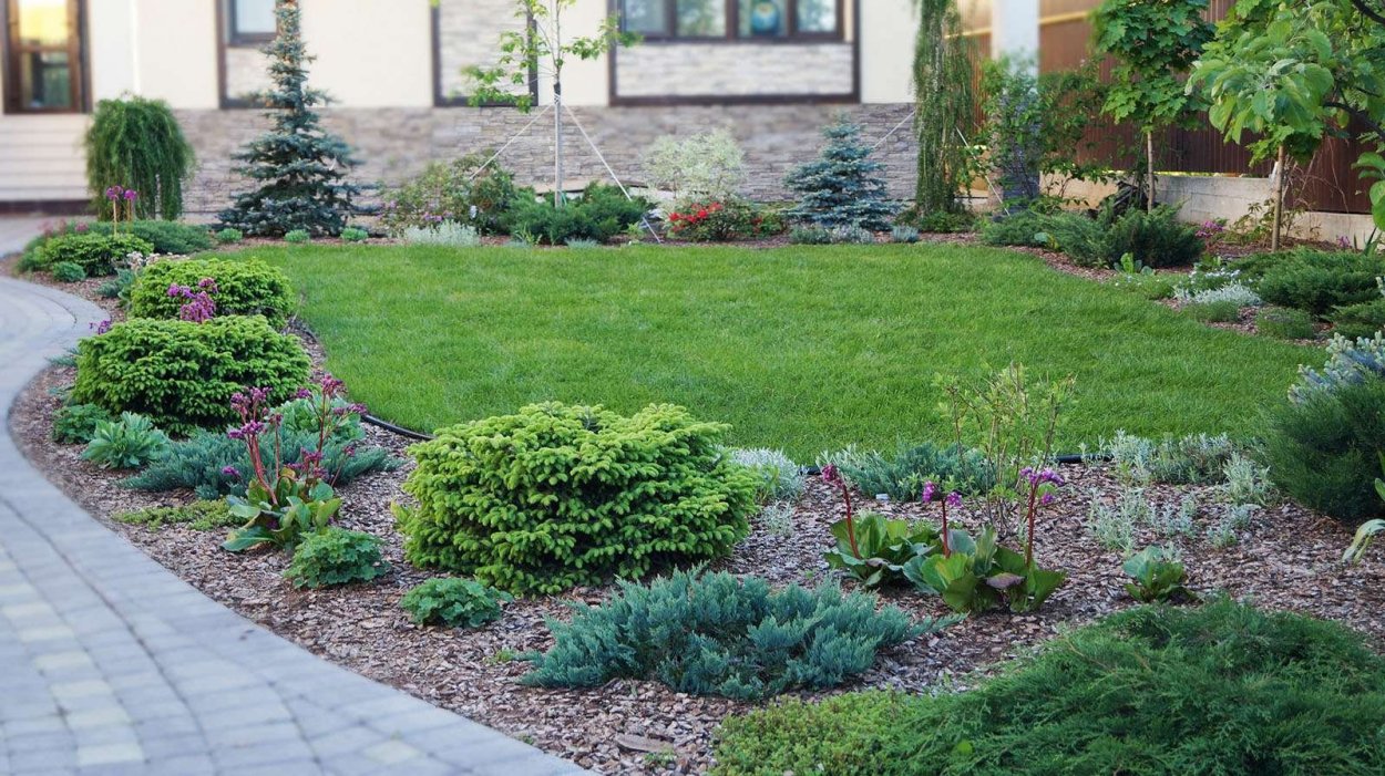 Туя в рокарии