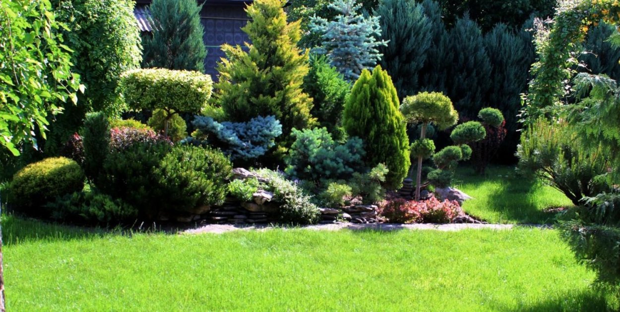 Хвойный миксбордер Андорра компакта