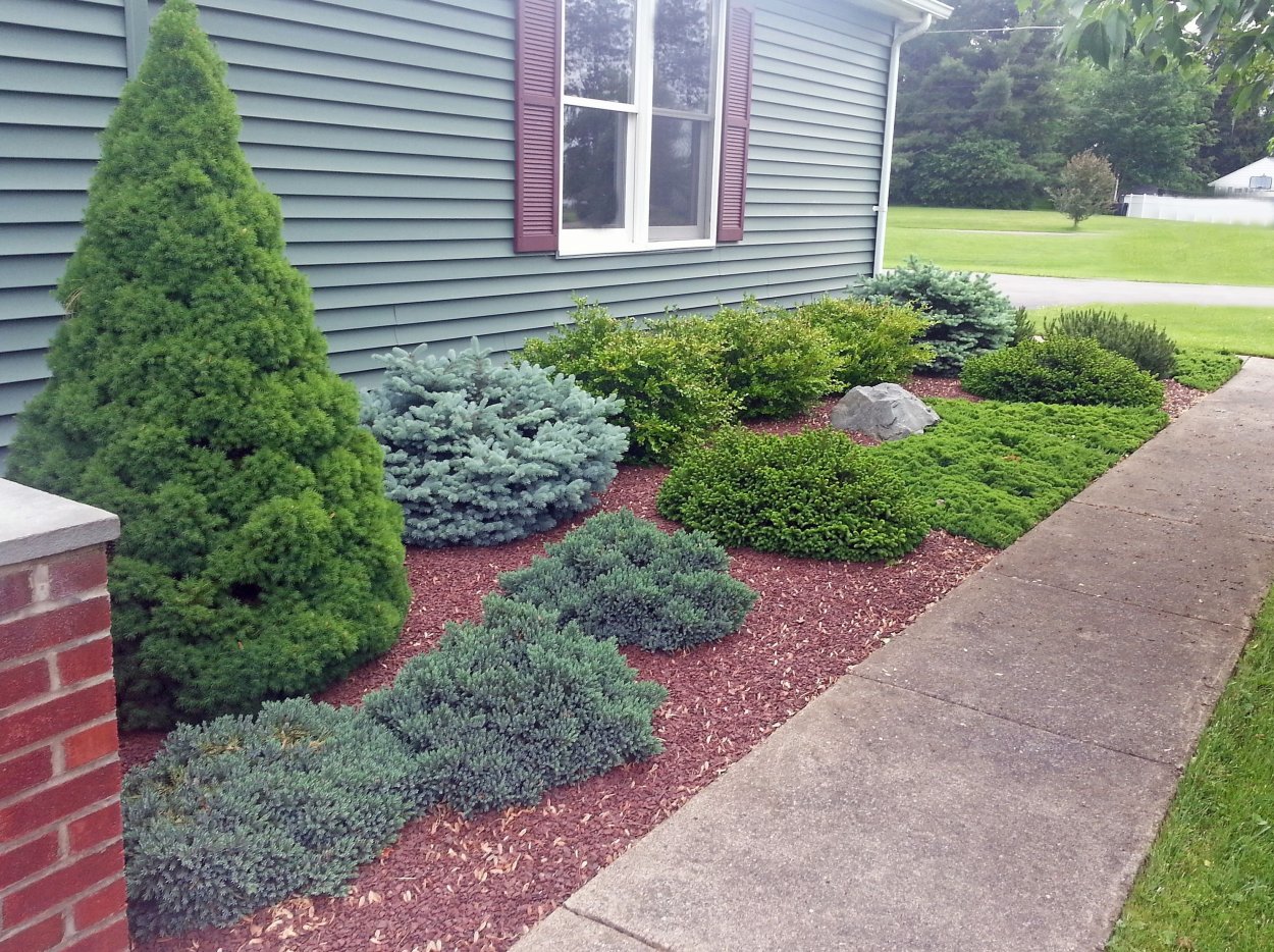 Туя Смарагд,можжевельник казацкий,Горная сосна-клумба