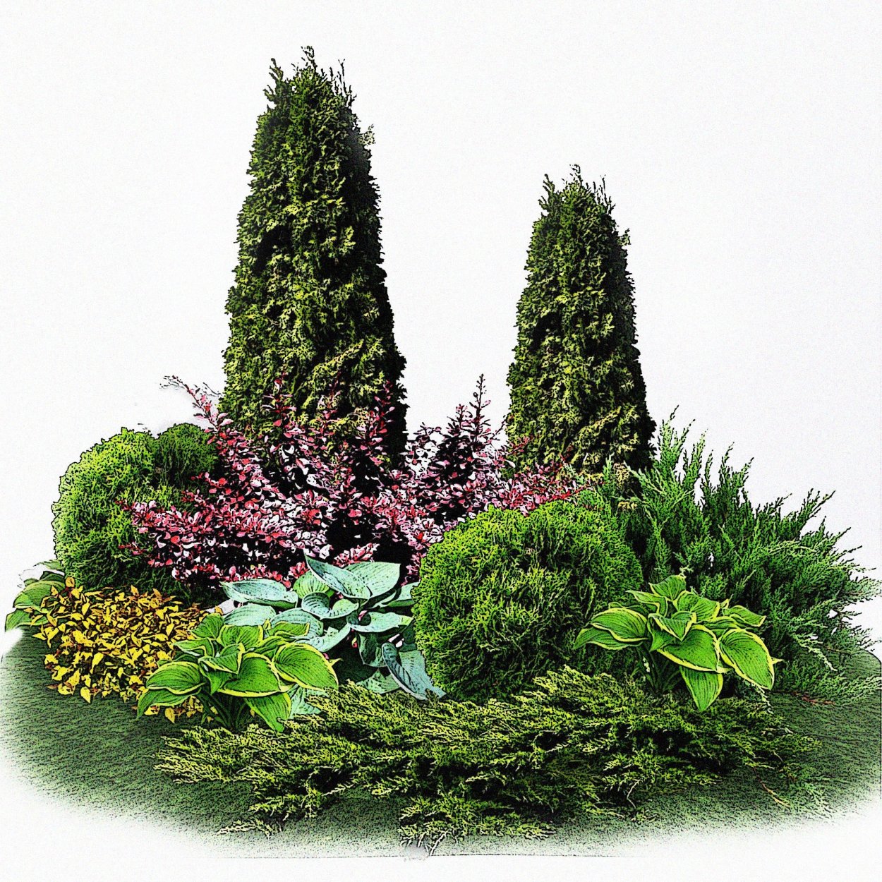 Мшанка с хвойниками