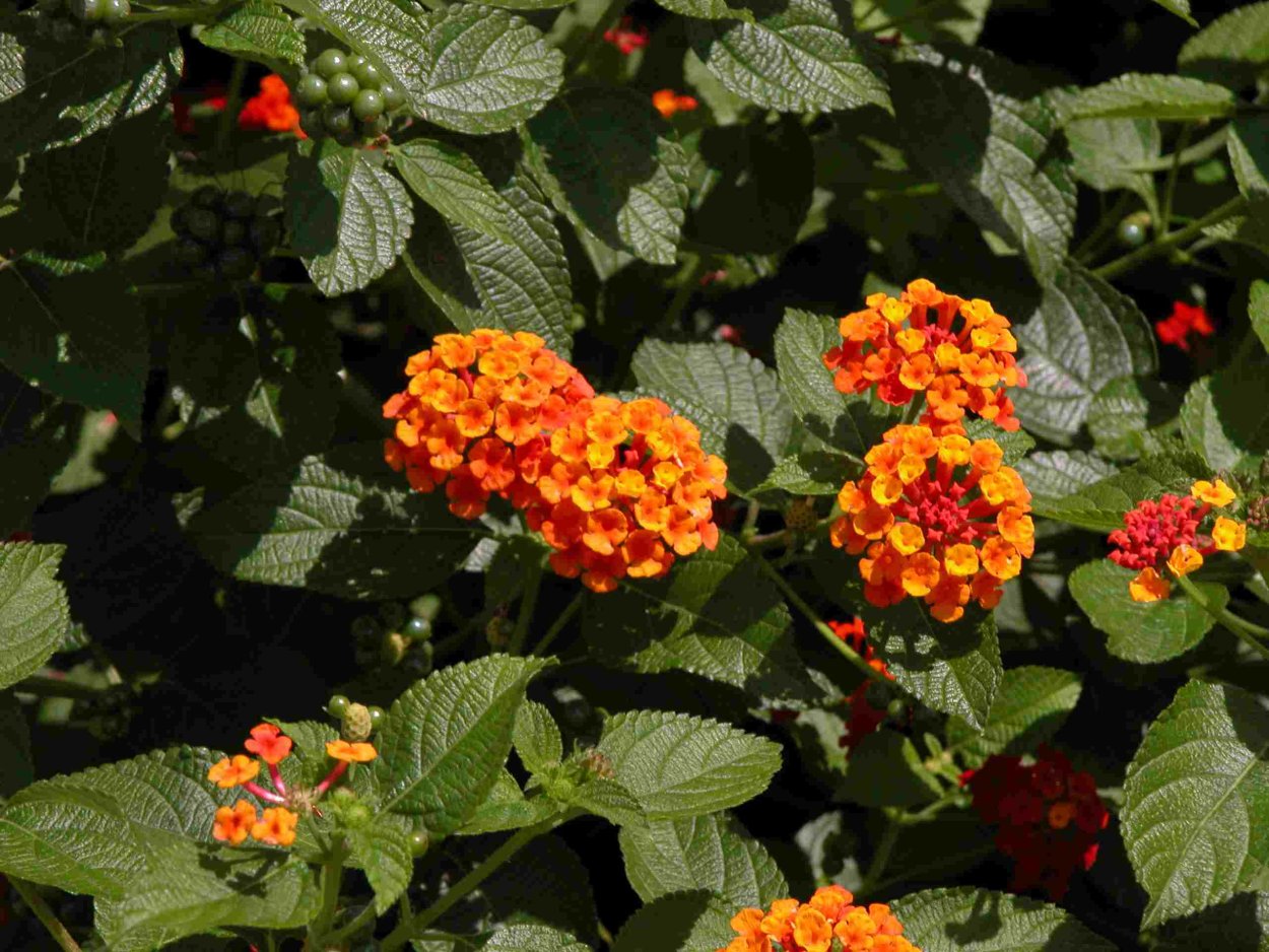 Лантана Камара розовая