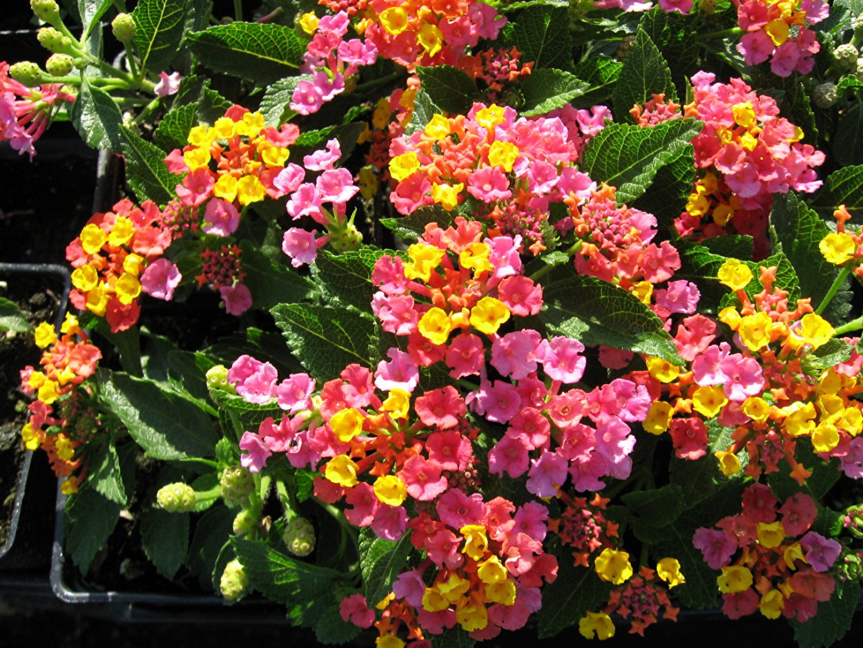 Лантана кустарник