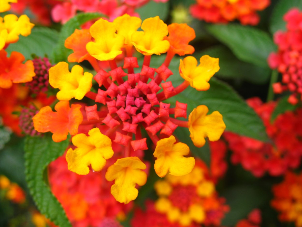 Лантана розовая Королева