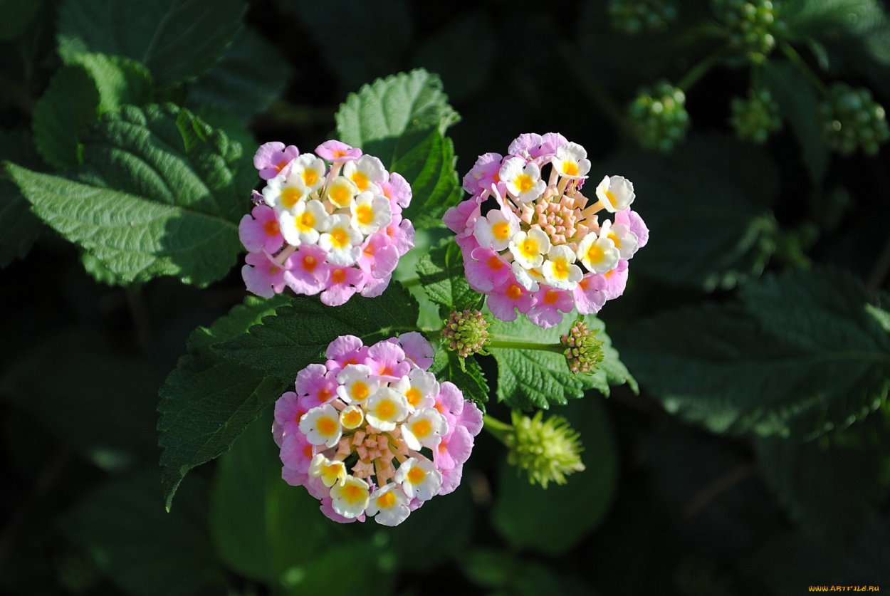 Лантана монтевидейская