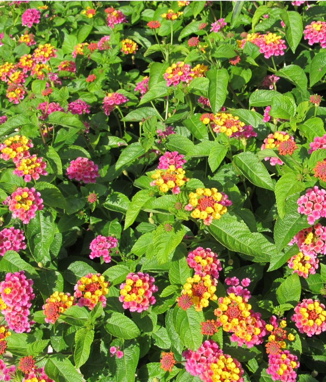 Лантана Пинк Скай