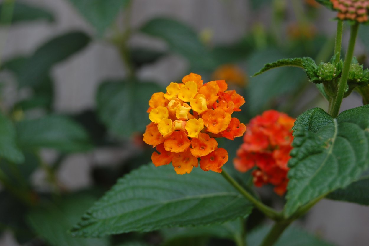 Лантана (Lantana)