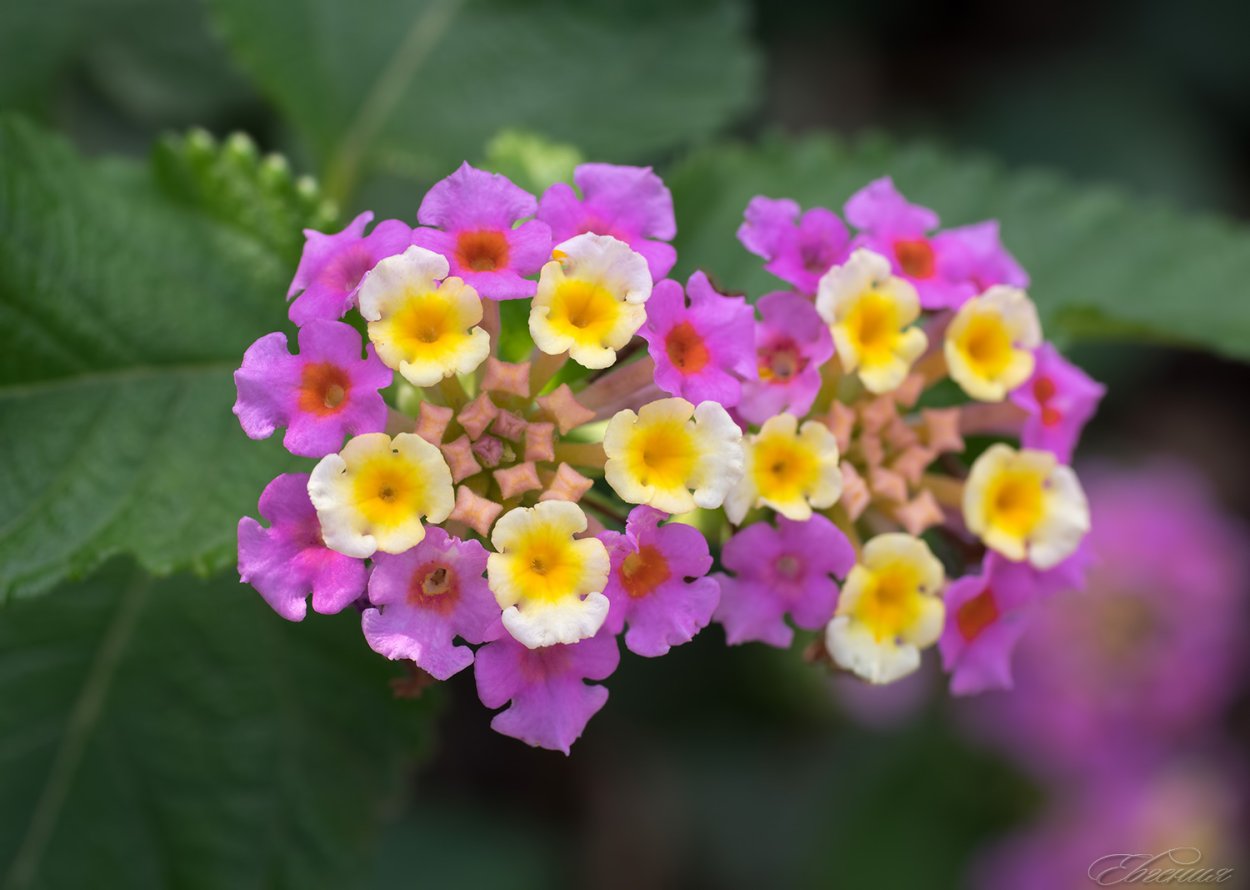 Сиреневая 28 Лантана