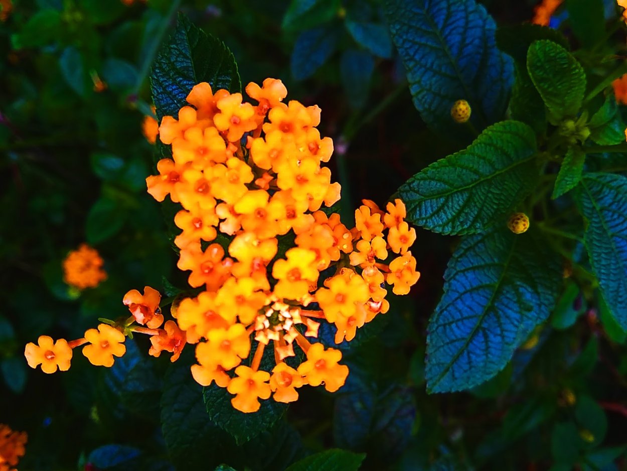 Лантана. Семейство Вербеновы