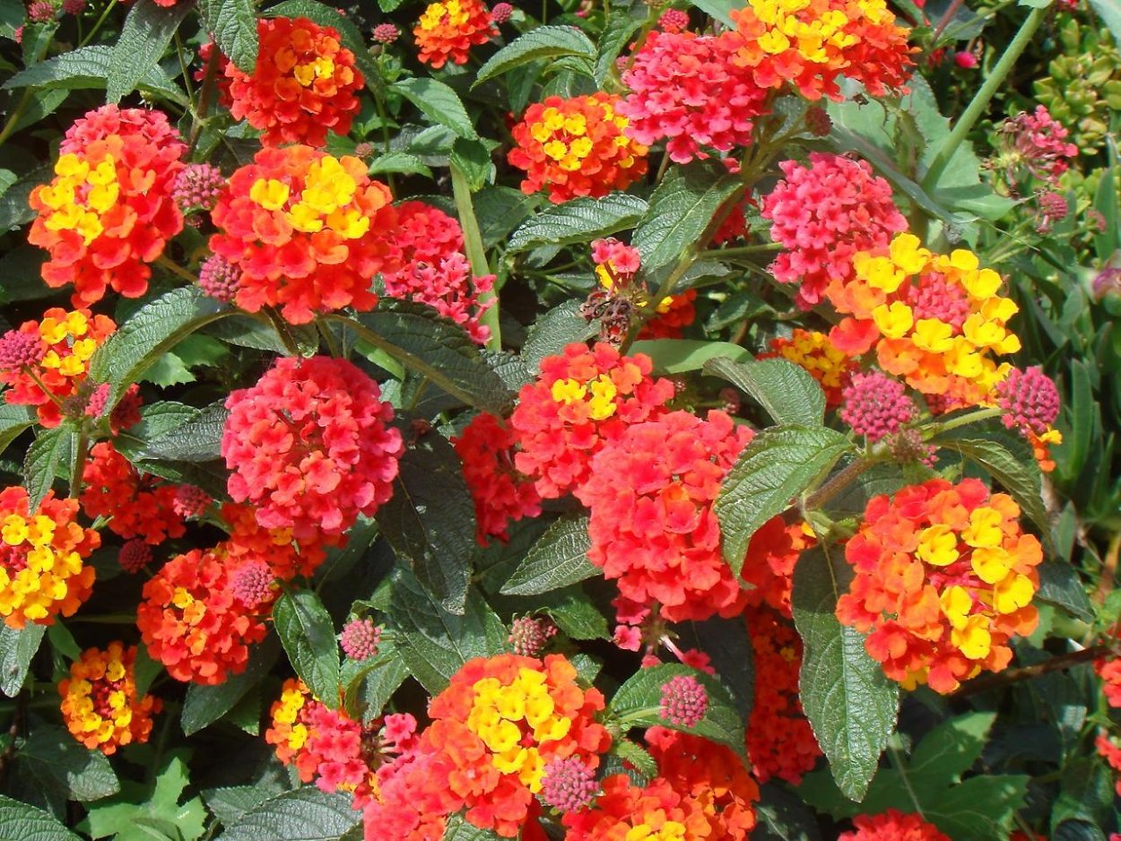 Лантана сводчатая ягоды