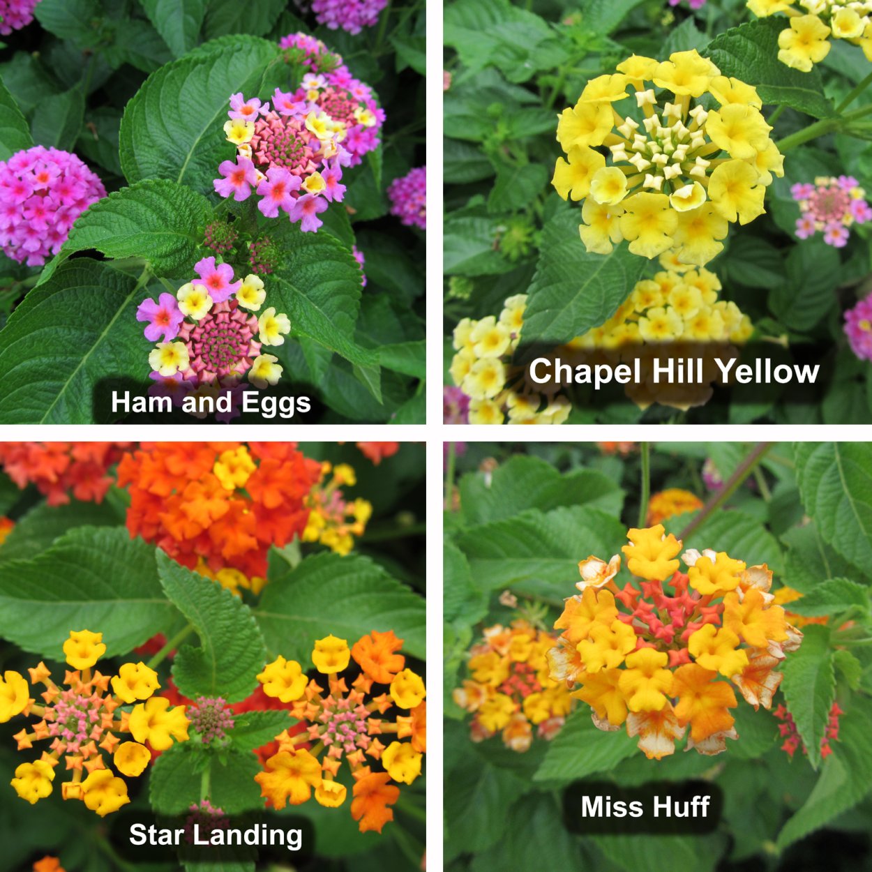 Лантана Саманта