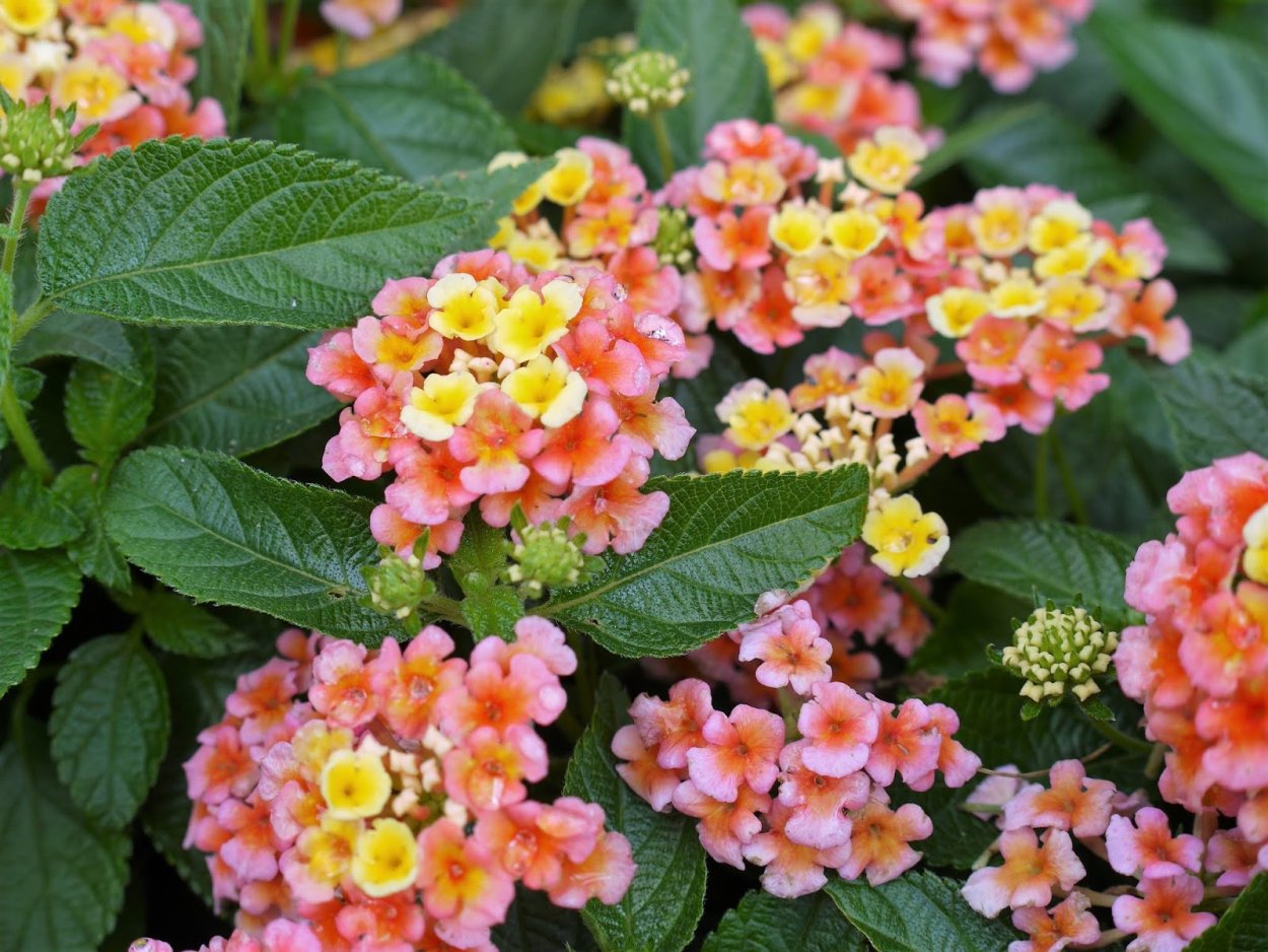 Лантана Камара