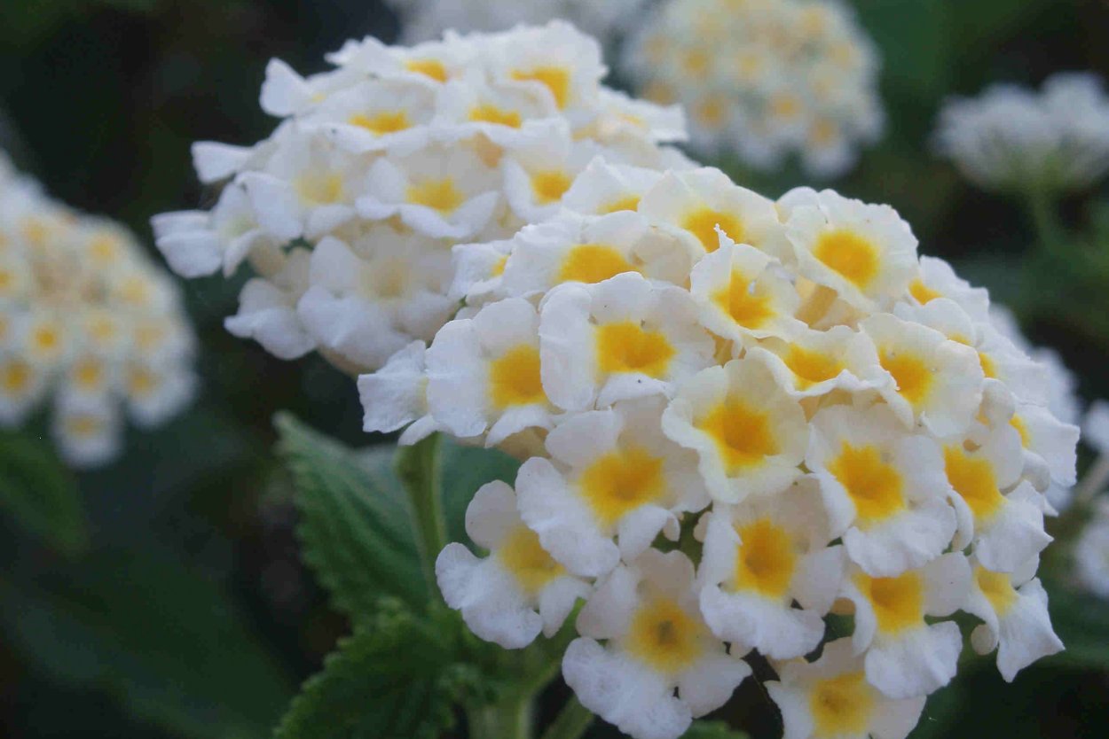 Лантана Камара Серен 123