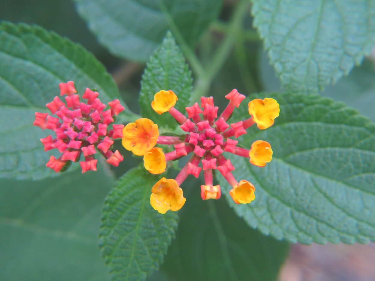 Лантана розово-желтая