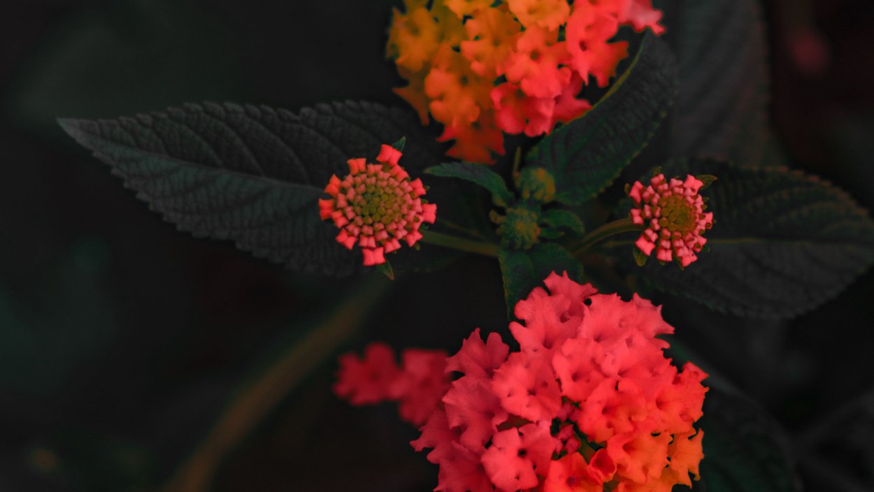 Лантана Вариегата Скиттлес