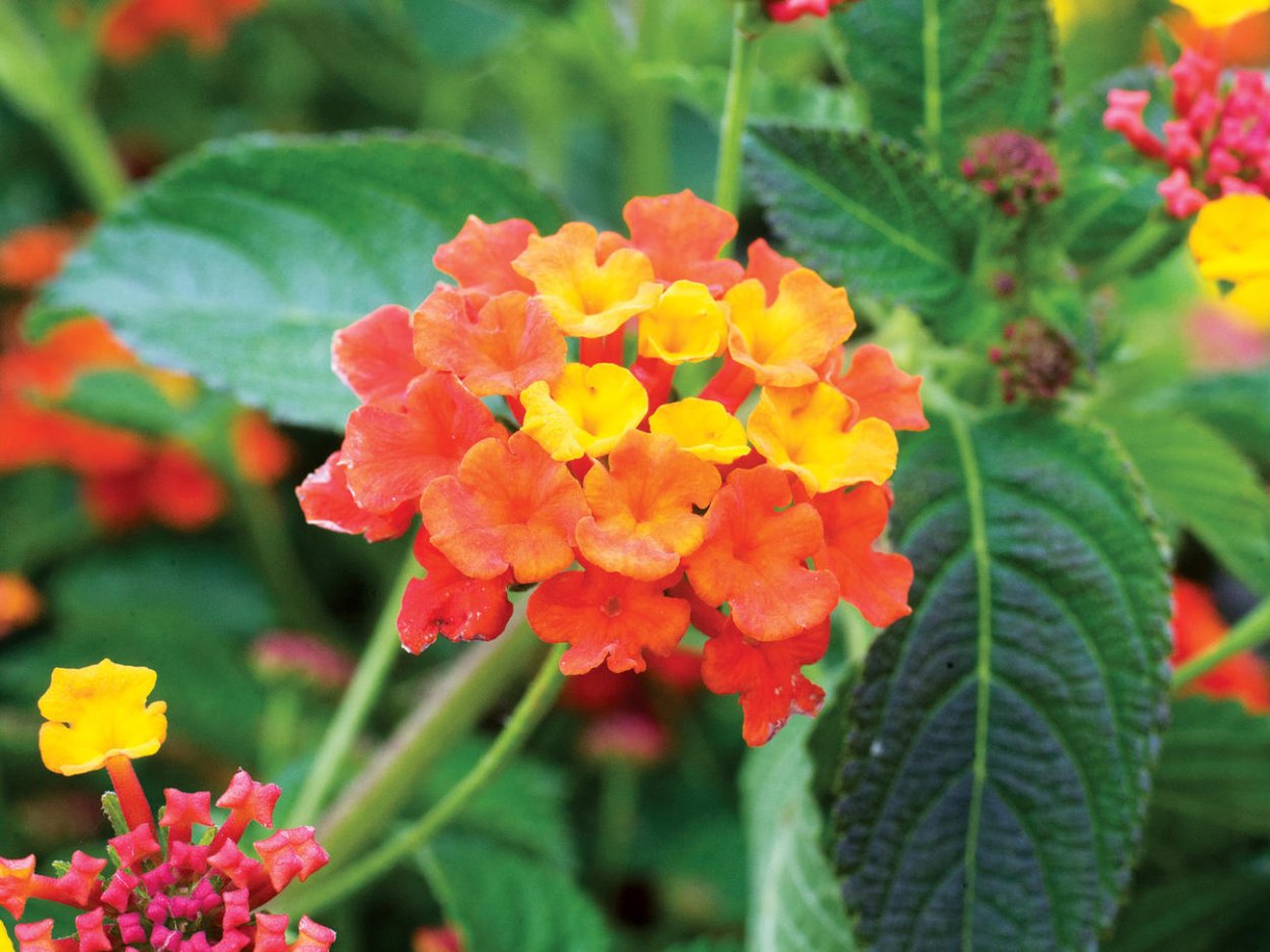 Лантана Камара